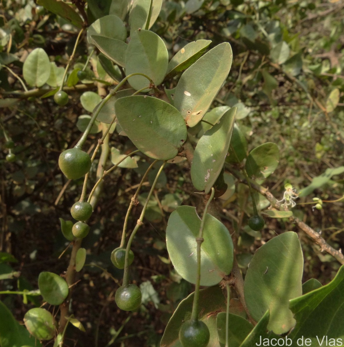Capparis rotundifolia Rottler